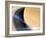 Cassini's Grand Finale at Saturn-null-Framed Photographic Print