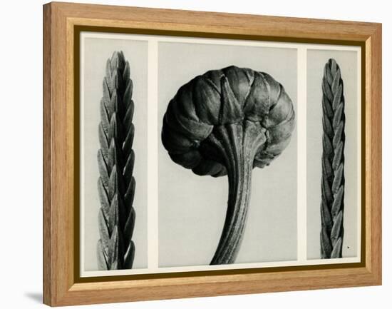 Cassiope Tetragona. 1929 (Photogravure)-Karl Blossfeldt-Framed Premier Image Canvas