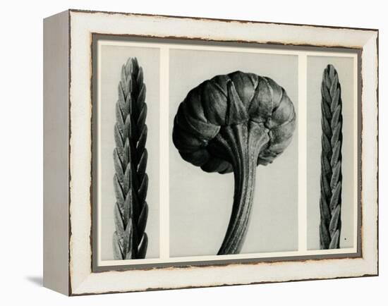 Cassiope Tetragona. 1929 (Photogravure)-Karl Blossfeldt-Framed Premier Image Canvas