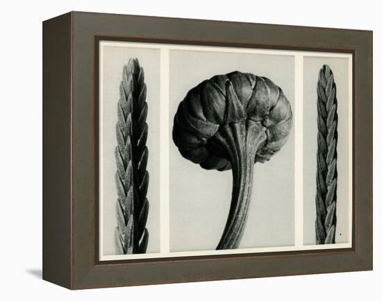 Cassiope Tetragona. 1929 (Photogravure)-Karl Blossfeldt-Framed Premier Image Canvas