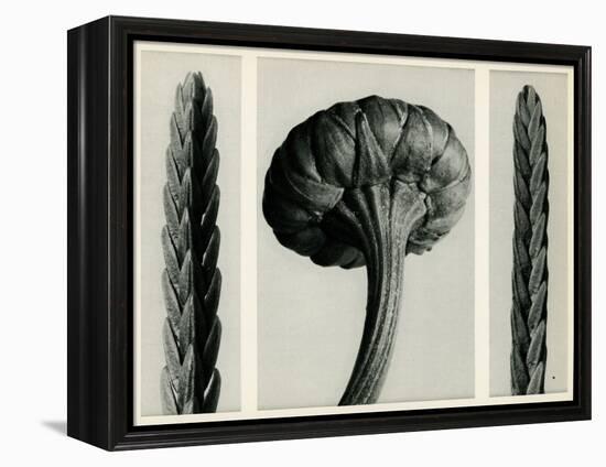 Cassiope Tetragona. 1929 (Photogravure)-Karl Blossfeldt-Framed Premier Image Canvas