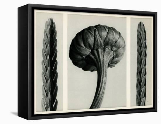 Cassiope Tetragona. 1929 (Photogravure)-Karl Blossfeldt-Framed Premier Image Canvas