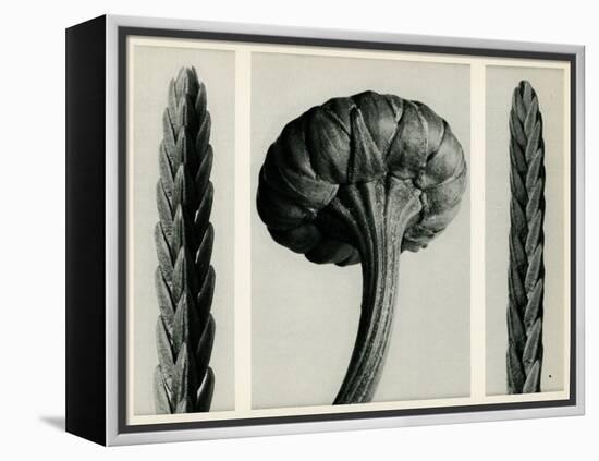 Cassiope Tetragona. 1929 (Photogravure)-Karl Blossfeldt-Framed Premier Image Canvas