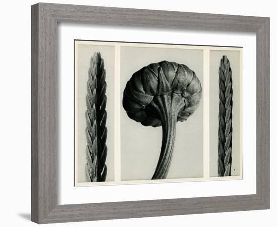 Cassiope Tetragona. 1929 (Photogravure)-Karl Blossfeldt-Framed Giclee Print