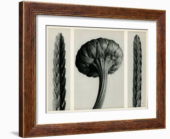 Cassiope Tetragona. 1929 (Photogravure)-Karl Blossfeldt-Framed Giclee Print