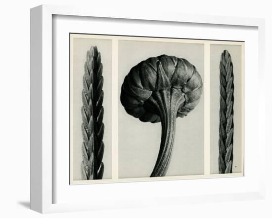 Cassiope Tetragona. 1929 (Photogravure)-Karl Blossfeldt-Framed Giclee Print