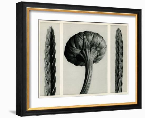 Cassiope Tetragona. 1929 (Photogravure)-Karl Blossfeldt-Framed Giclee Print