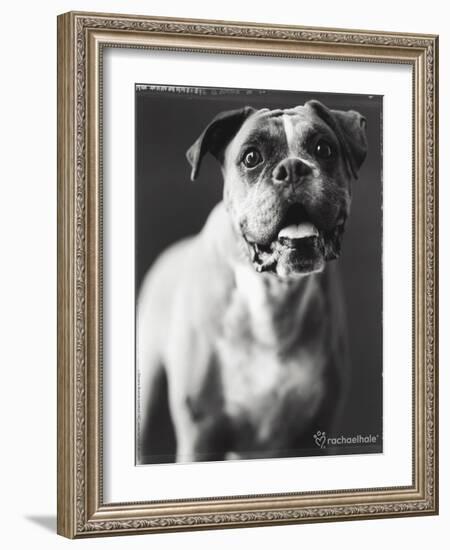 Cassius-Rachael Hale-Framed Photo