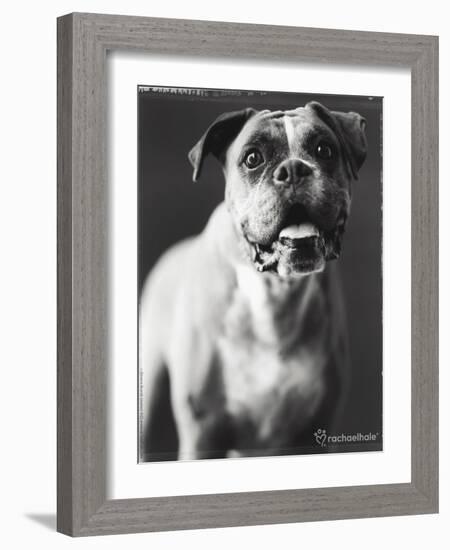 Cassius-Rachael Hale-Framed Photo