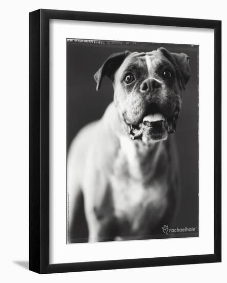 Cassius-Rachael Hale-Framed Photo