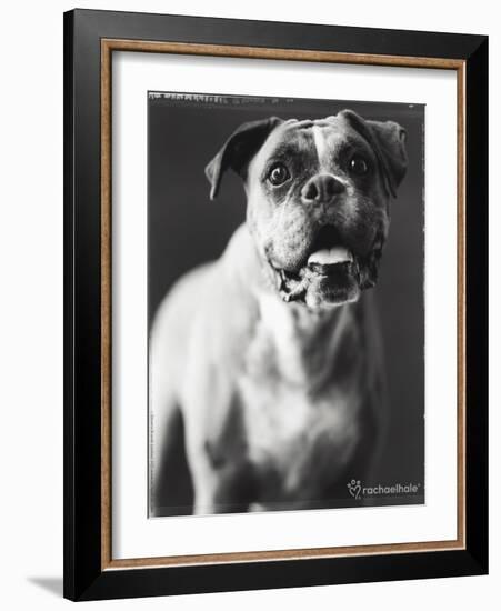 Cassius-Rachael Hale-Framed Photo