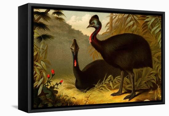 Cassowaries-F.W. Kuhnert-Framed Stretched Canvas