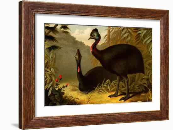 Cassowaries-F.W. Kuhnert-Framed Art Print