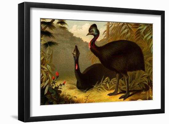 Cassowaries-F.W. Kuhnert-Framed Art Print