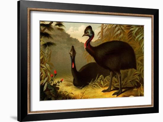 Cassowaries-F.W. Kuhnert-Framed Art Print