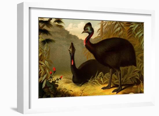 Cassowaries-F.W. Kuhnert-Framed Art Print