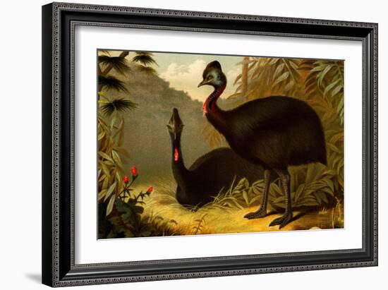 Cassowaries-F.W. Kuhnert-Framed Art Print