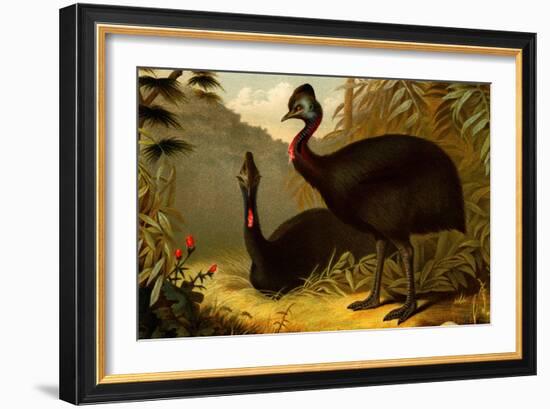 Cassowaries-F.W. Kuhnert-Framed Art Print