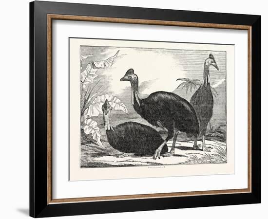 Cassowaries-null-Framed Giclee Print