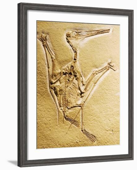 Cast of a Short-Tailed Pterosaur-Naturfoto Honal-Framed Photographic Print