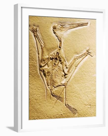 Cast of a Short-Tailed Pterosaur-Naturfoto Honal-Framed Photographic Print