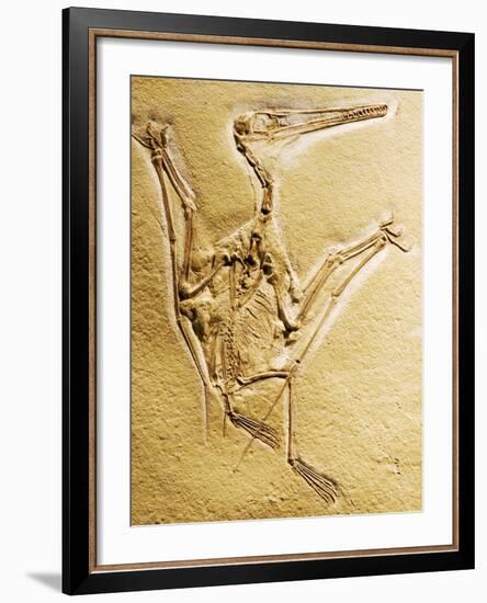 Cast of a Short-Tailed Pterosaur-Naturfoto Honal-Framed Photographic Print