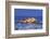 Castle Cornet and the Harbour, St. Peter Port, Guernsey, Channel Islands-Neil Farrin-Framed Photographic Print