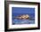 Castle Cornet and the Harbour, St. Peter Port, Guernsey, Channel Islands-Neil Farrin-Framed Photographic Print