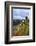 Castle Gutenfels High Above the Rhine, Autumn, on the Bottom Left the Town Kaub-Uwe Steffens-Framed Photographic Print