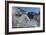 Castle Neuschwanstein, Schwangau, Allgau, Bavarians, Germany-Rainer Mirau-Framed Photographic Print