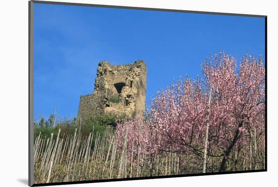 Castle Ruin Coraidelstein, Blooming Peach Trees-Uwe Steffens-Mounted Photographic Print