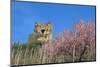 Castle Ruin Coraidelstein, Blooming Peach Trees-Uwe Steffens-Mounted Photographic Print