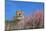 Castle Ruin Coraidelstein, Blooming Peach Trees-Uwe Steffens-Mounted Photographic Print