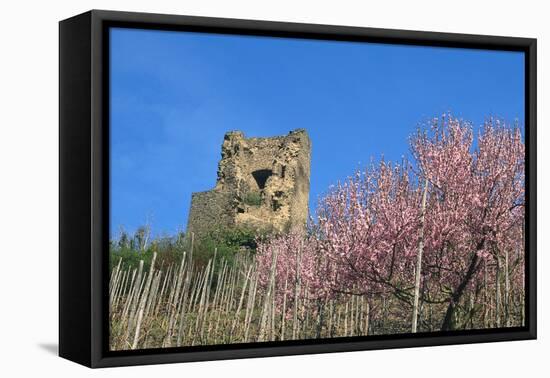 Castle Ruin Coraidelstein, Blooming Peach Trees-Uwe Steffens-Framed Premier Image Canvas