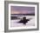 Castle Stalker at Sunset, Loch Linnhe, Argyll, Scotland-Nigel Francis-Framed Photographic Print