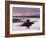 Castle Stalker at Sunset, Loch Linnhe, Argyll, Scotland-Nigel Francis-Framed Photographic Print