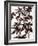 Castor Bean 2-Cynthia MacCollum-Framed Art Print