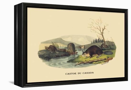 Castor du Canada-E.f. Noel-Framed Stretched Canvas