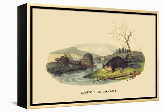 Castor du Canada-E.f. Noel-Framed Stretched Canvas