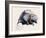 Castor Fiber, 2001-Mark Adlington-Framed Giclee Print