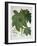 Castor Oil Plant, from 'Hortus Eystettensis', by Basil Besler (1561-1629) Pub. 1613-German School-Framed Giclee Print