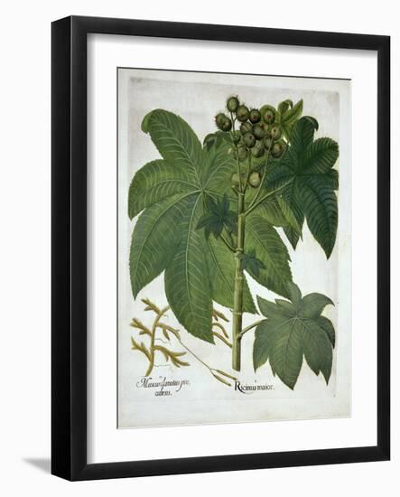 Castor Oil Plant, from 'Hortus Eystettensis', by Basil Besler (1561-1629) Pub. 1613-German School-Framed Giclee Print