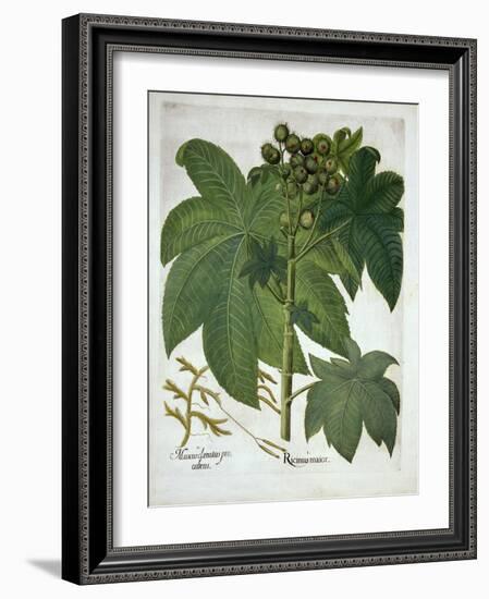 Castor Oil Plant, from 'Hortus Eystettensis', by Basil Besler (1561-1629) Pub. 1613-German School-Framed Giclee Print