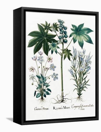 Castor Oil Plant-Georgette Douwma-Framed Premier Image Canvas