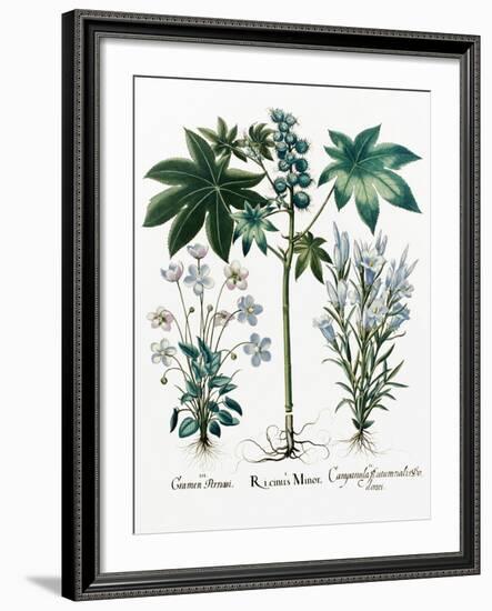 Castor Oil Plant-Georgette Douwma-Framed Photographic Print