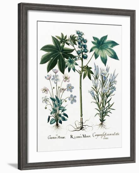 Castor Oil Plant-Georgette Douwma-Framed Photographic Print