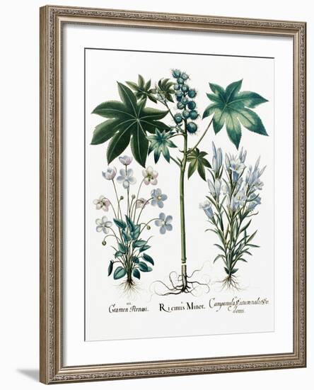 Castor Oil Plant-Georgette Douwma-Framed Photographic Print