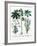 Castor Oil Plant-Georgette Douwma-Framed Photographic Print