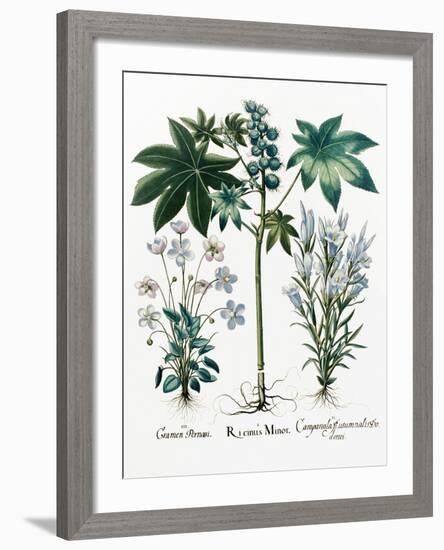 Castor Oil Plant-Georgette Douwma-Framed Photographic Print