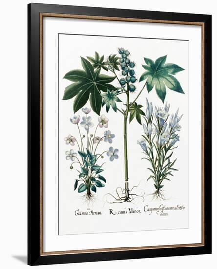 Castor Oil Plant-Georgette Douwma-Framed Photographic Print